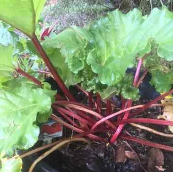 rhubarb